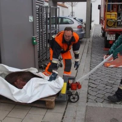 wildschwein-c-a-dillingen.jpg